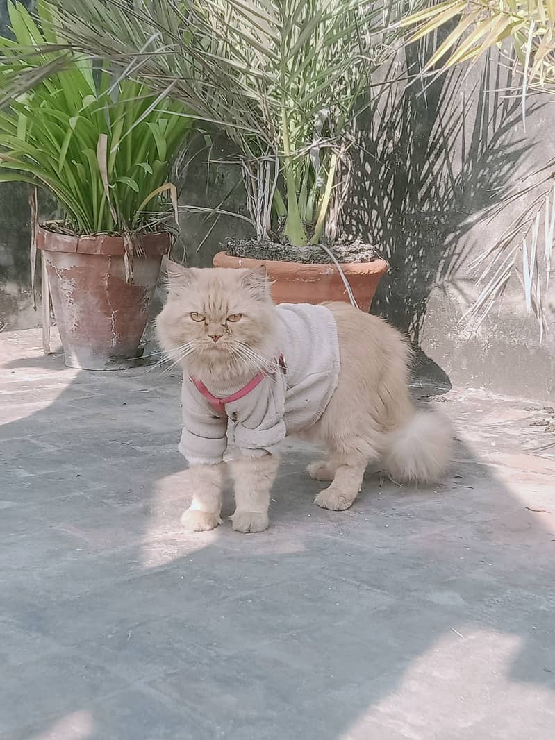 Persian/male cat /persian/ cat 3