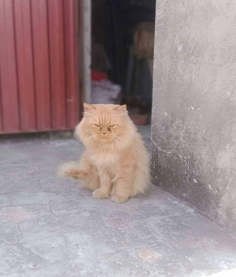 Persian/male cat /persian/ cat 4