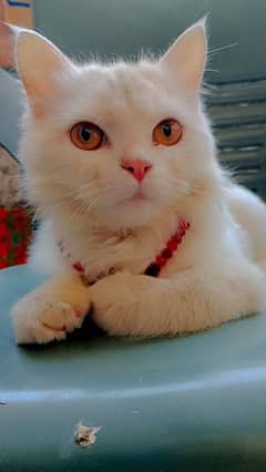 Pure Russian Male Cat Vaccinated For Sale
