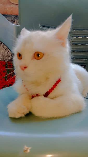 Pure Russian Male Cat Vaccinated For Sale 4