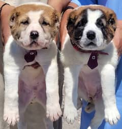 Alabai dog | king Alabai puppies pair 2 month age 0