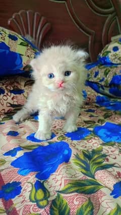 Russian cat kitten . . . Punch face Quality . .