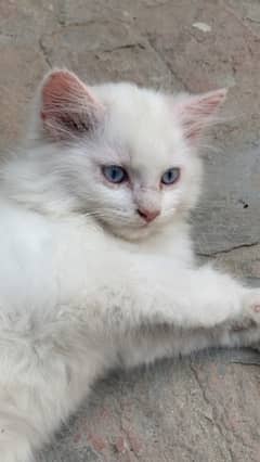 Persian kitten Pair 0