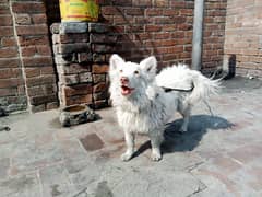 Pure Russian Dog For Sale Sale 03238315006