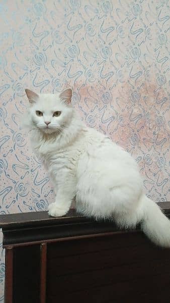 Persian triple coated female cat and two kittens 2