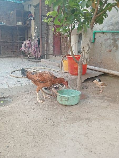 one hens with six chics one month breed 2
