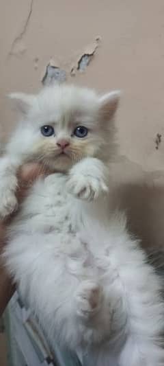 Beautiful kitten for sale