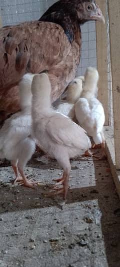 Heera High Quality aseel chicks paper White safed chooza 0