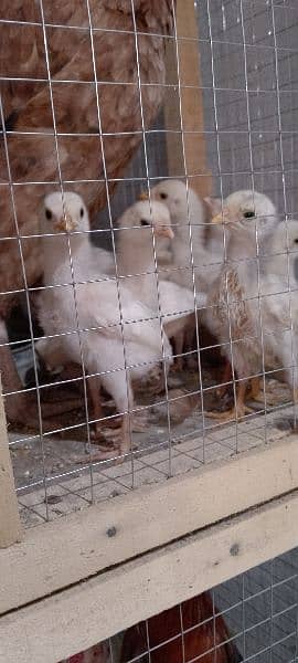 Heera High Quality aseel chicks paper White safed chooza 2