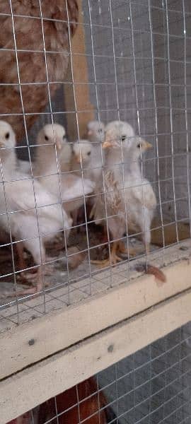Heera High Quality aseel chicks paper White safed chooza 4