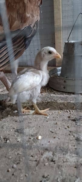 Heera High Quality aseel chicks paper White safed chooza 5