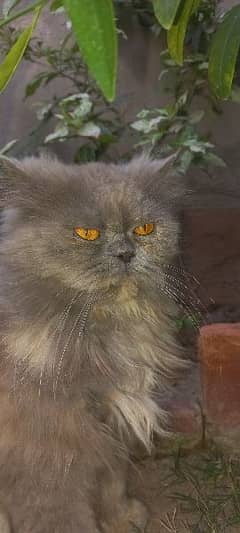 persian cat near to peaky face  for sale