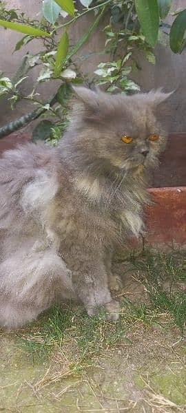 persian cat near to peaky face  for sale 1