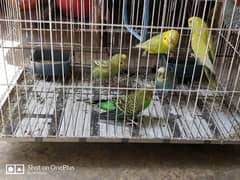 3 Australian parrots pair for sale 03349943390