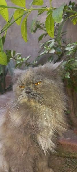 persian cat  punch face for sale 1