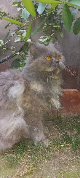 persian cat  punch face for sale 2