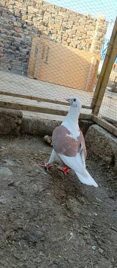 fancy pigeon sherazi laka 0