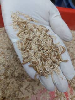 live mealworms (American breed)