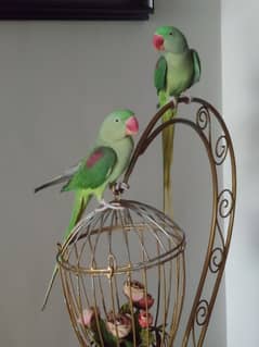 1.8 years Raw parrot Pair with CAGE. *URGENT SALE*