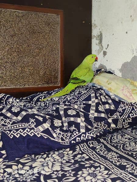 green parrot male hai urgent sale need to cash 1