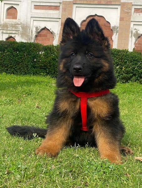 German shepherd long Cote show quality havey bone structure male for s 0