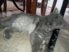 tripple coat Persian cat