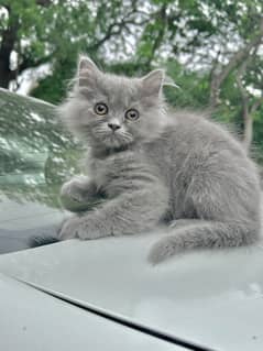 Hazel Eyed Male Grey Persian Kitten Purebreed
