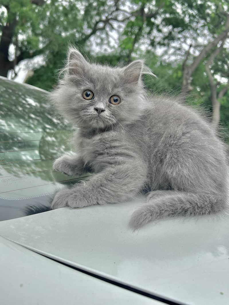 Hazel Eyed Male Grey Persian Kitten Purebreed 0