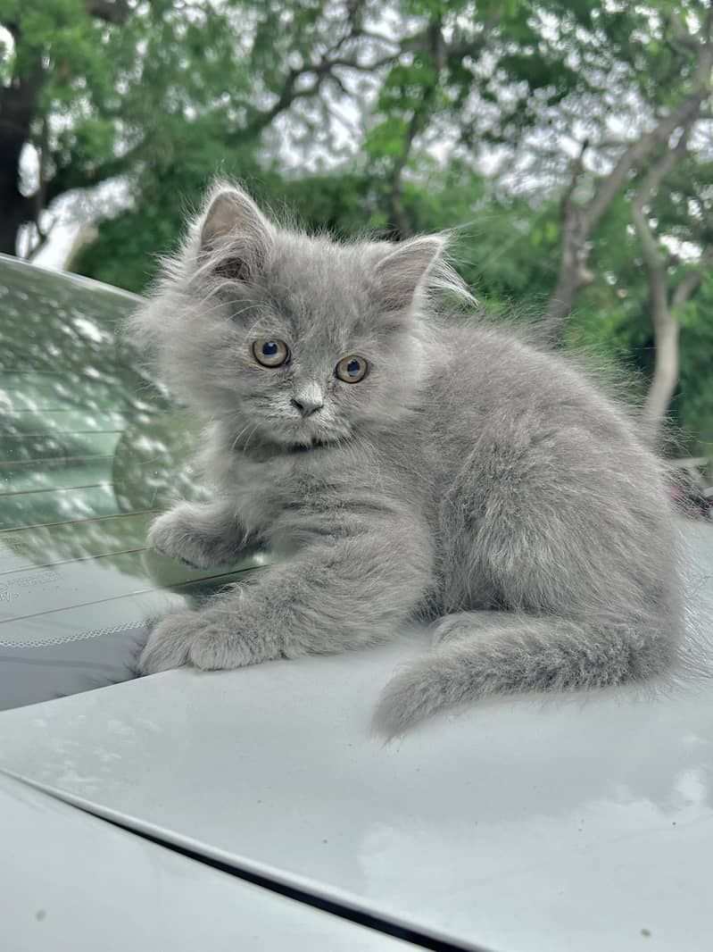 Hazel Eyed Male Grey Persian Kitten Purebreed 1