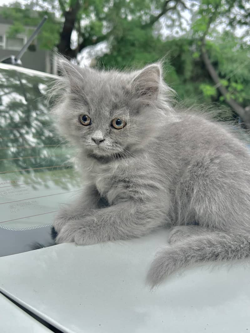Hazel Eyed Male Grey Persian Kitten Purebreed 2