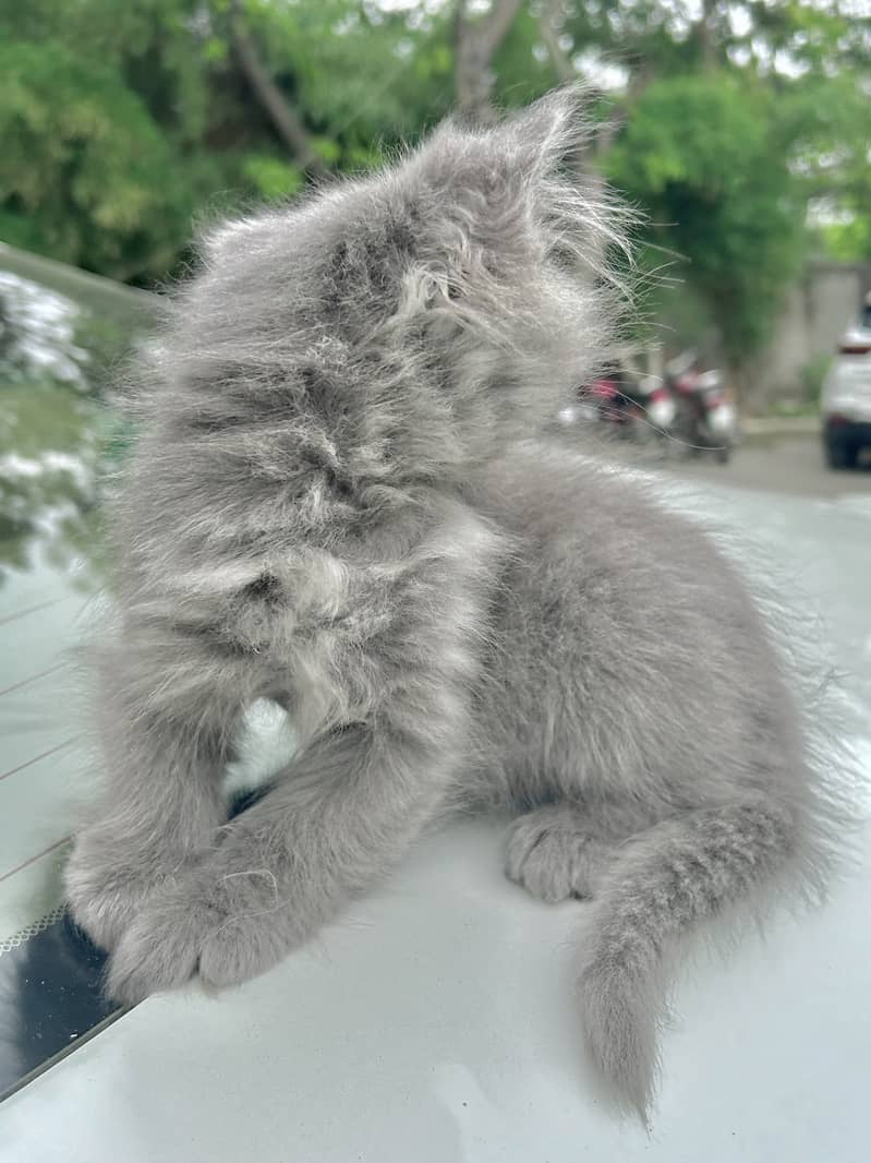 Hazel Eyed Male Grey Persian Kitten Purebreed 5