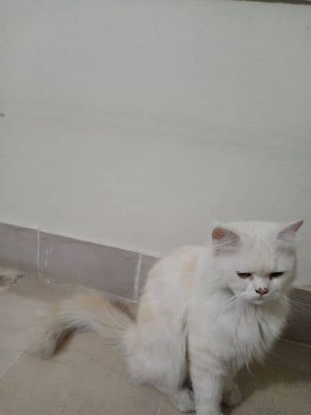 Male cat for sale 3