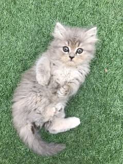 Persian Kittens For Sale Cats Cat 0