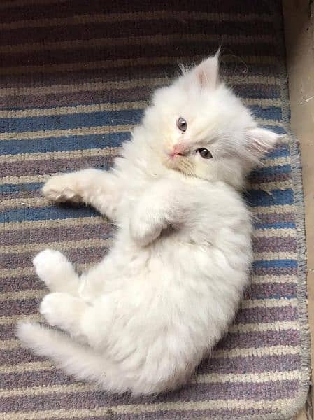 Persian Kittens For Sale Cats Cat 3