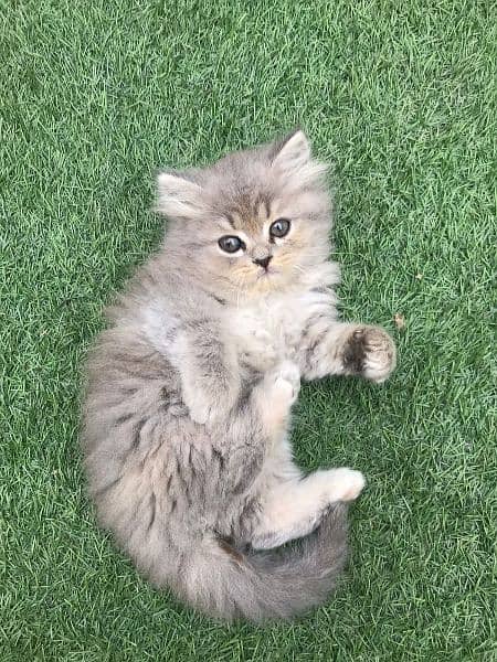 Persian Kittens For Sale Cats Cat 4