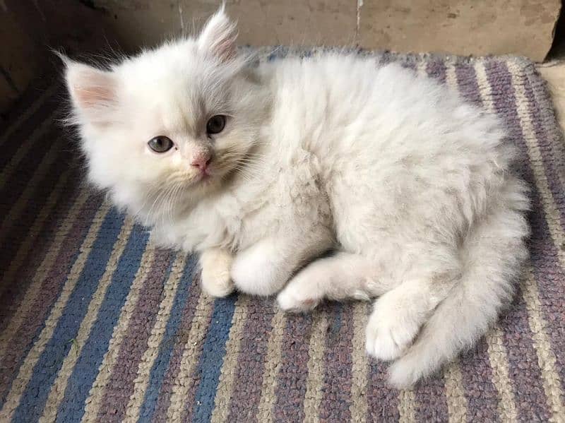 Persian Kittens For Sale Cats Cat 5