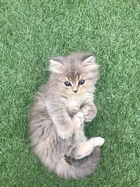 Persian Kittens For Sale Cats Cat 6