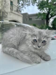 Grey and White Male Kitten Purebreed Persian 0