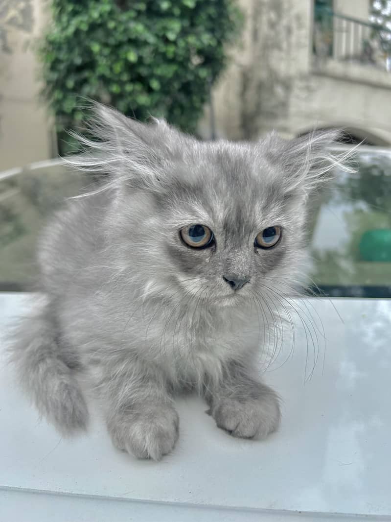 Grey and White Male Kitten Purebreed Persian 2