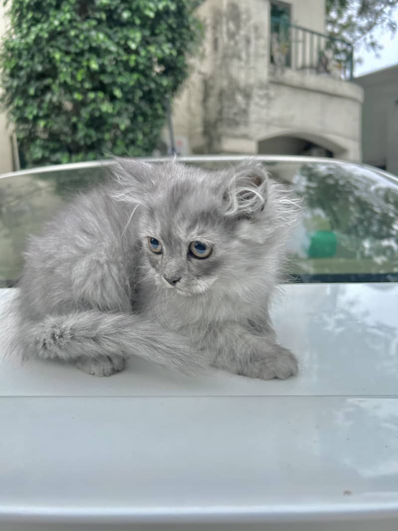 Grey and White Male Kitten Purebreed Persian 3