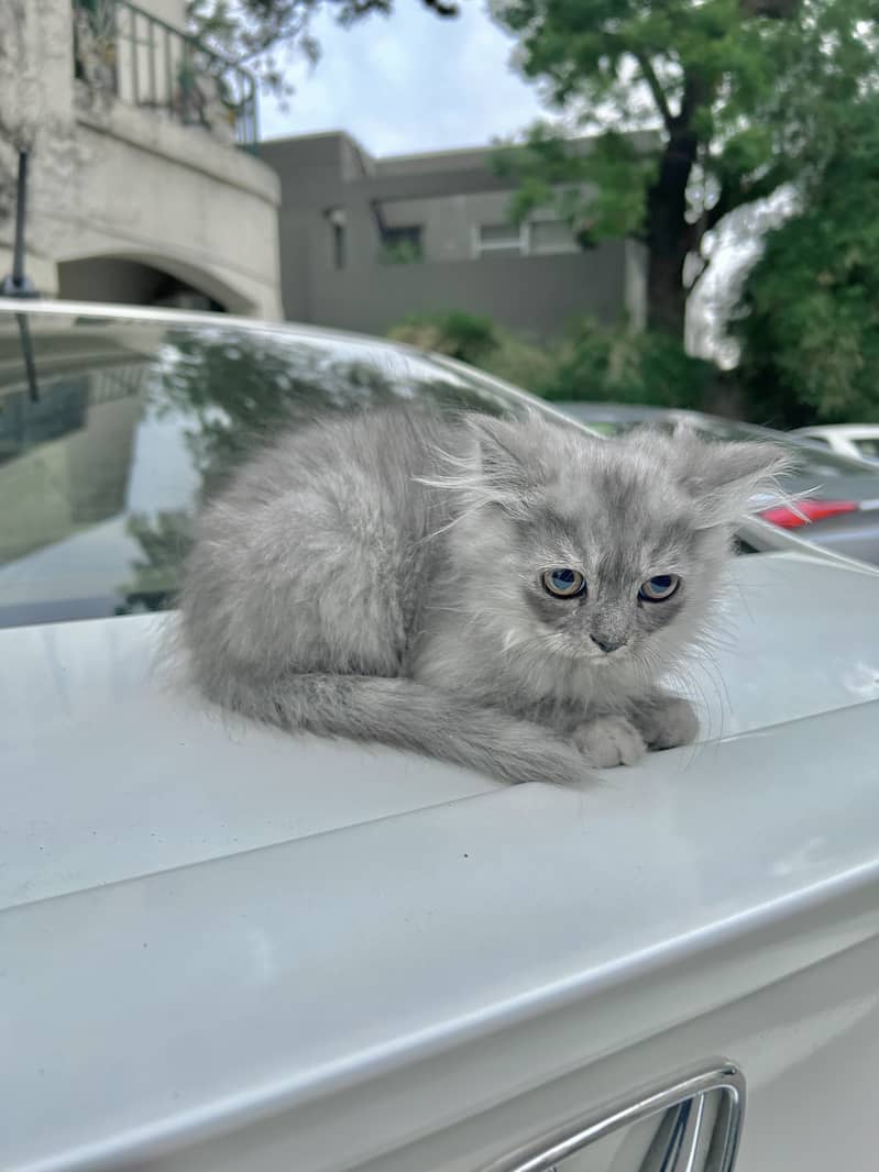 Grey and White Male Kitten Purebreed Persian 4