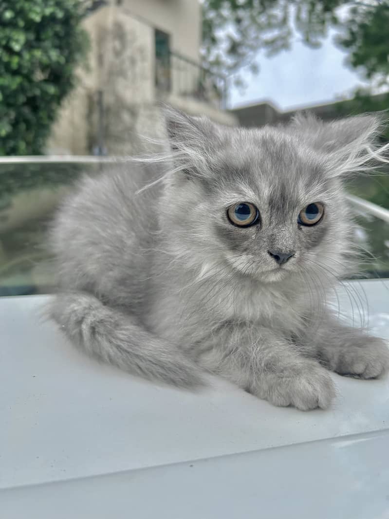 Grey and White Male Kitten Purebreed Persian 5