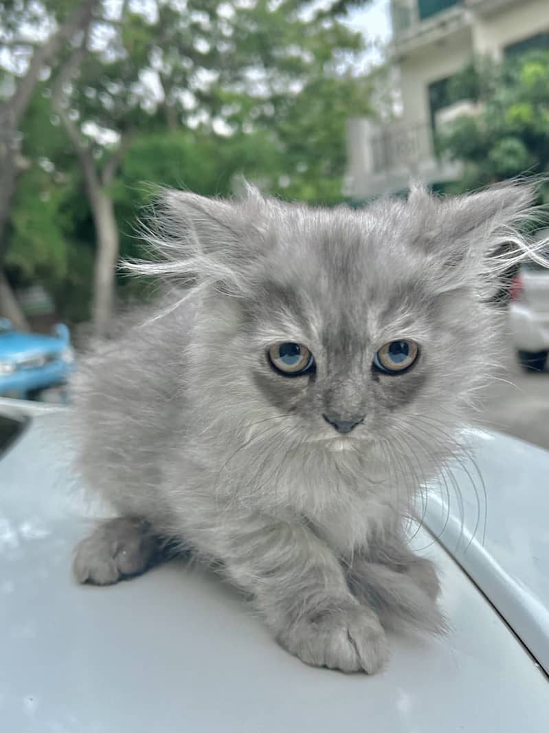 Grey and White Male Kitten Purebreed Persian 6