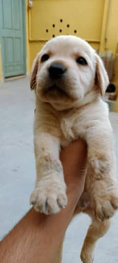 Pedigree Labrador Puppies / Dog For Sale