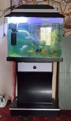 Fish Aquarium with 6 Gold fishes 0