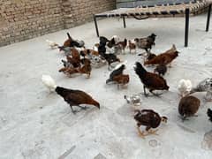 Chickens For sale