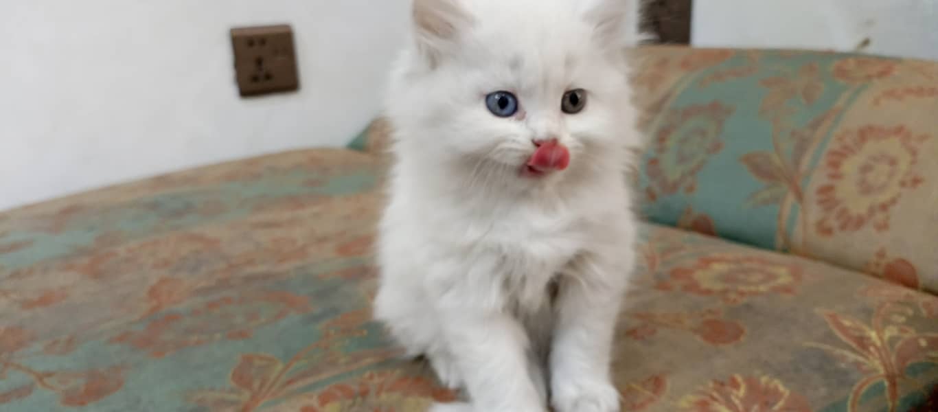 Beautiful Pure white Persian kitten cat 0