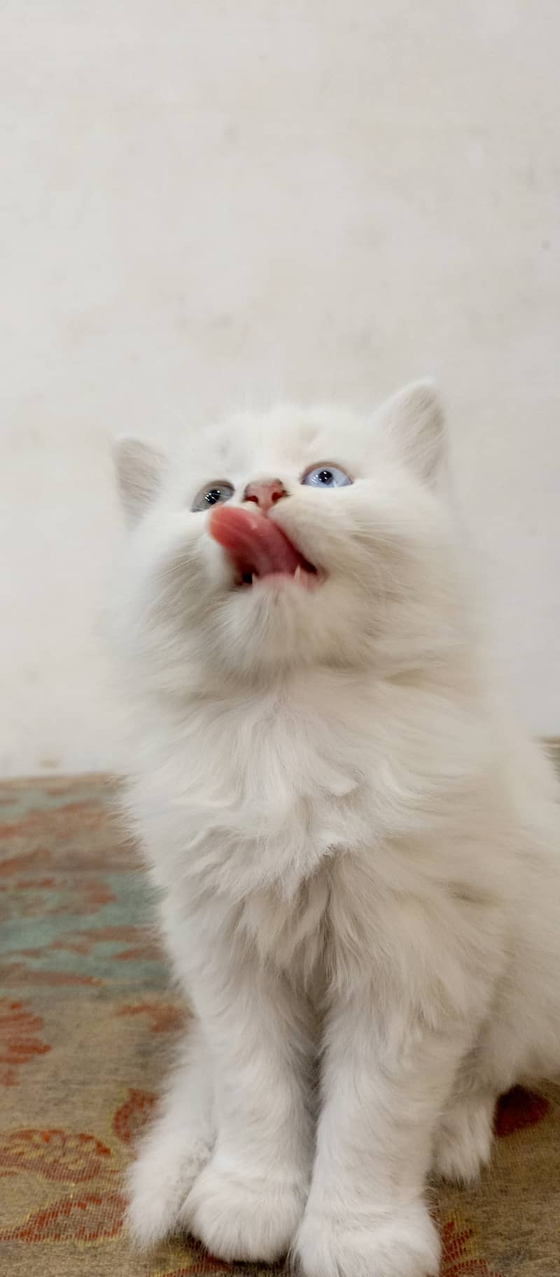 Beautiful Pure white Persian kitten cat 2