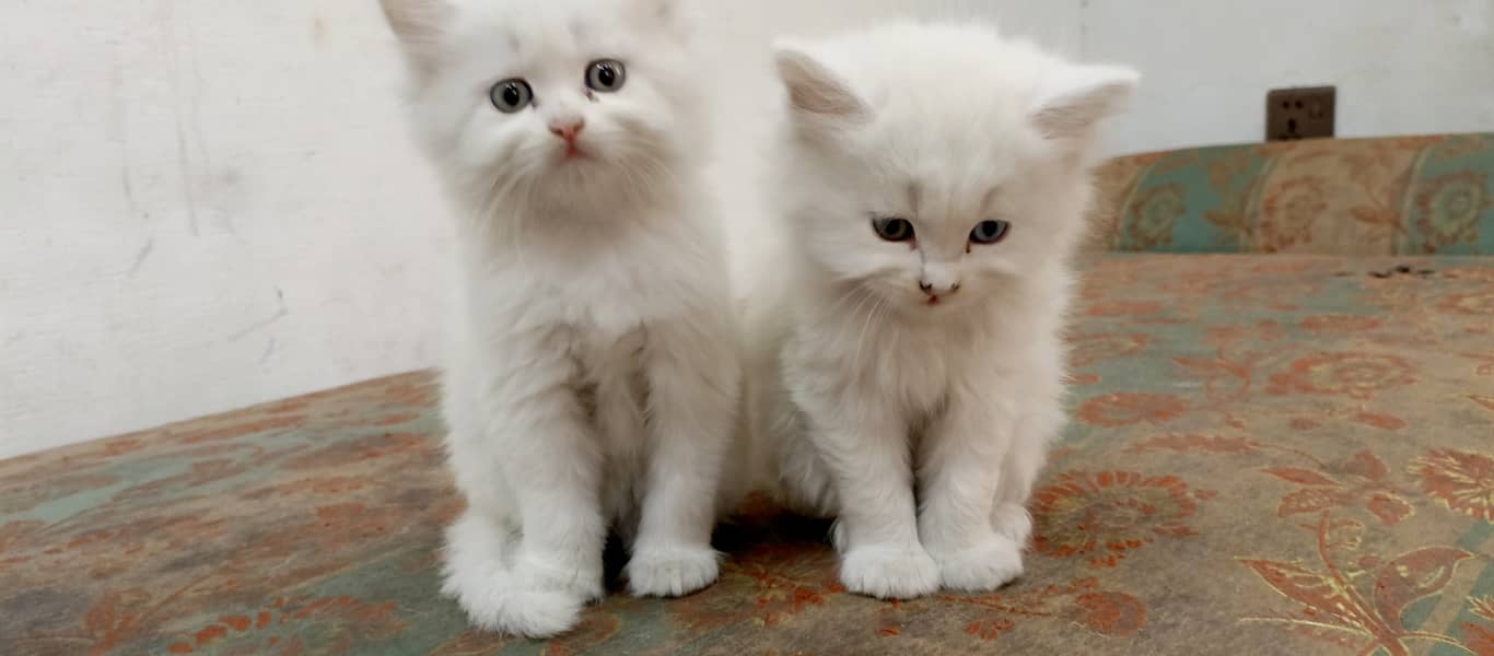 Beautiful Pure white Persian kitten cat 4