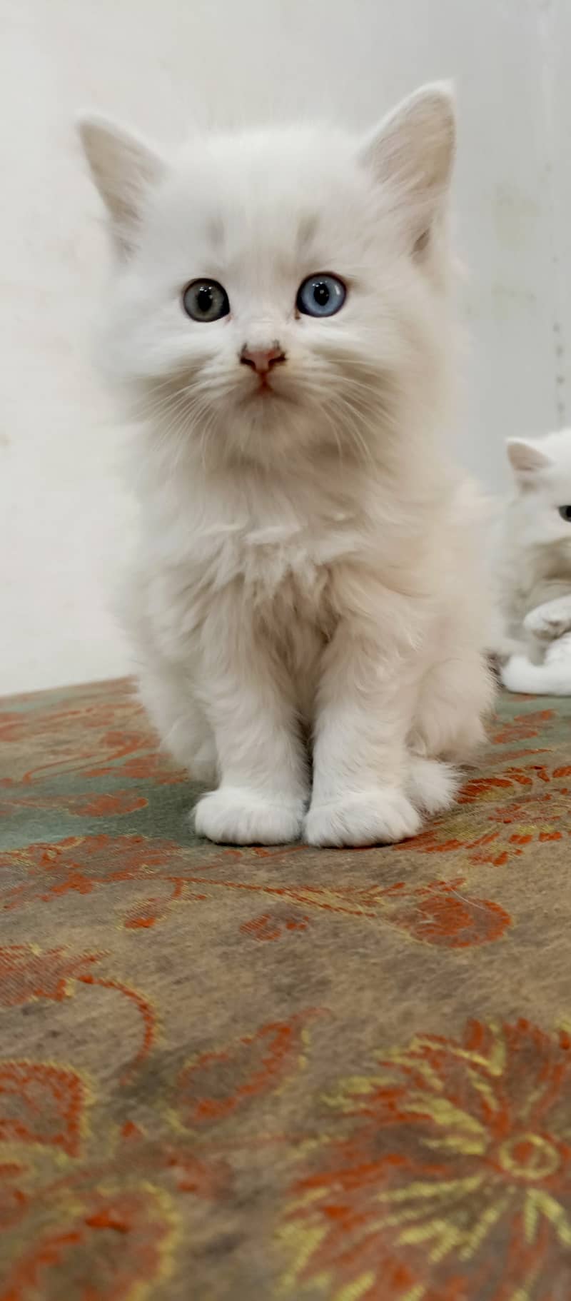 Beautiful Pure white Persian kitten cat 5